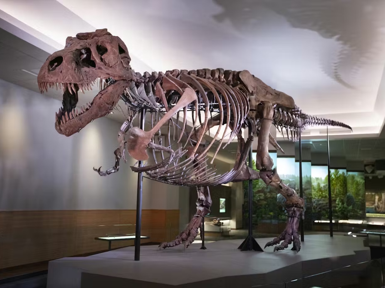 The Field Museum of Natural History Ticket
