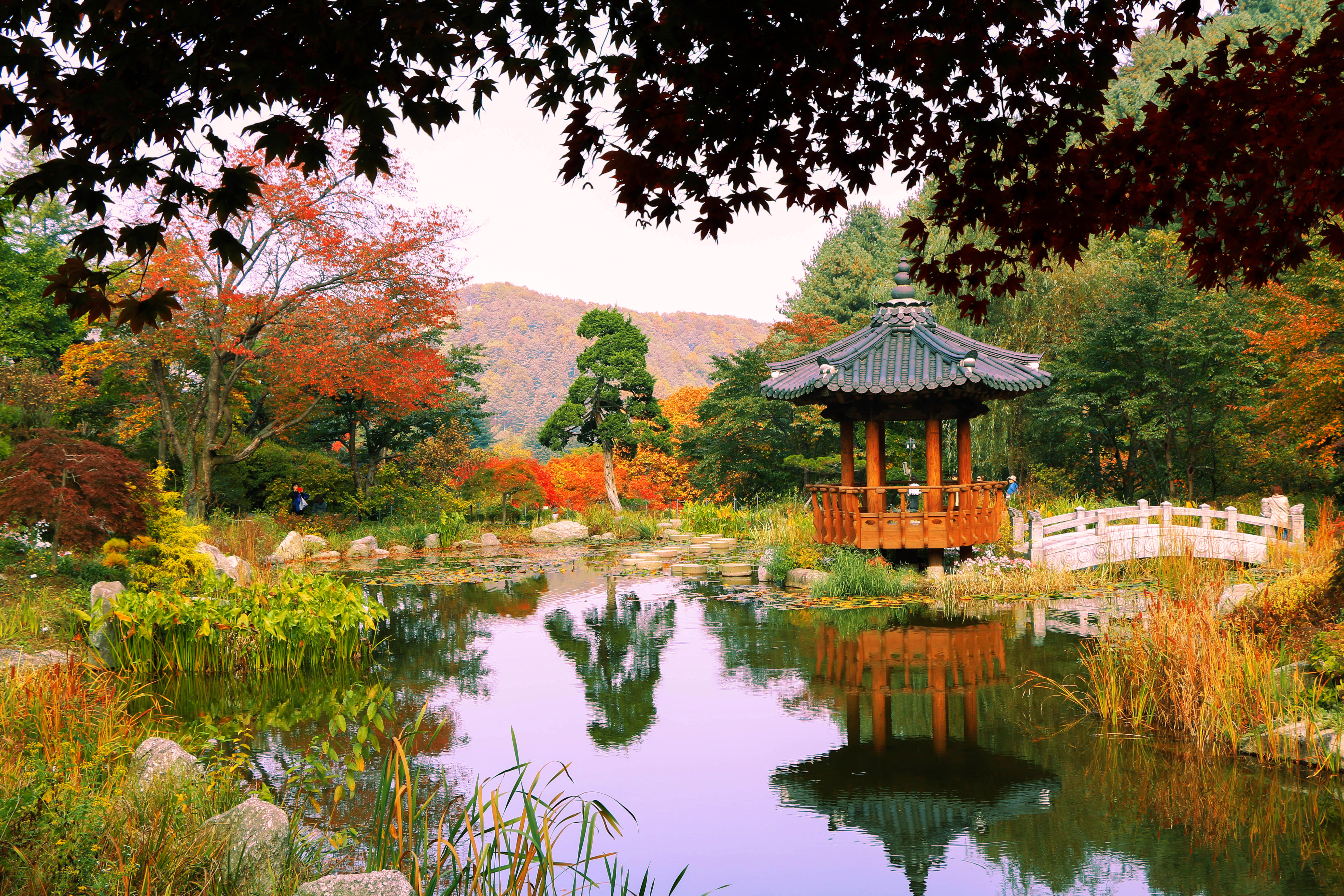Nami Island, Petite France, Italian Village, and Garden of Morning Calm Tour from Seoul