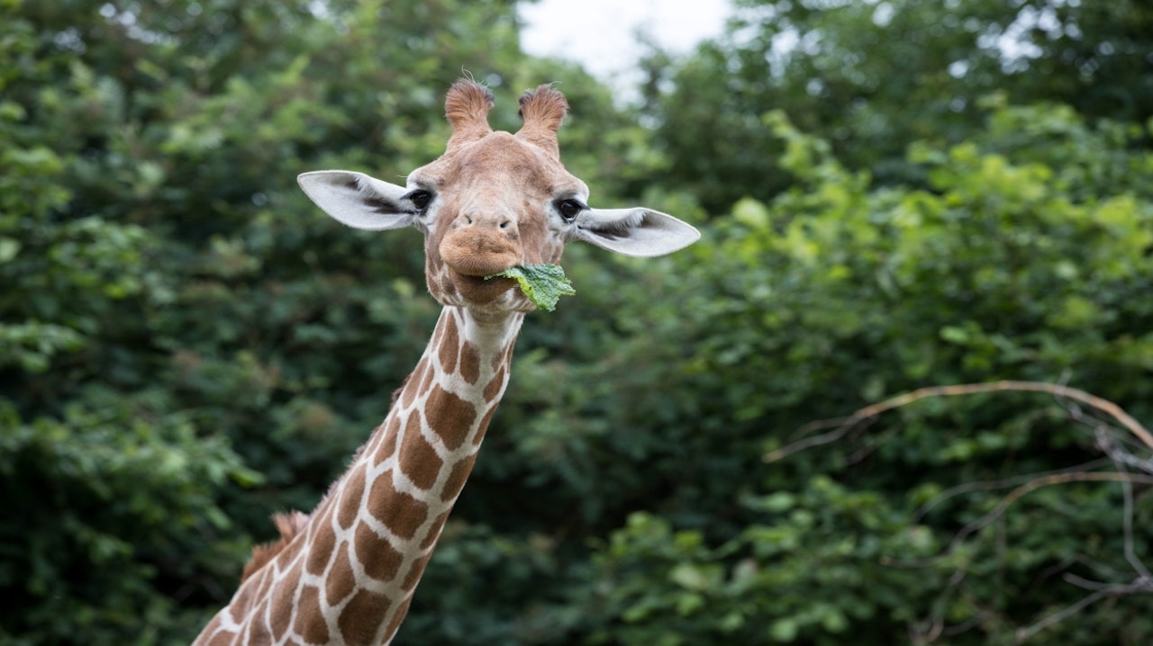 ZSL Whipsnade Zoo