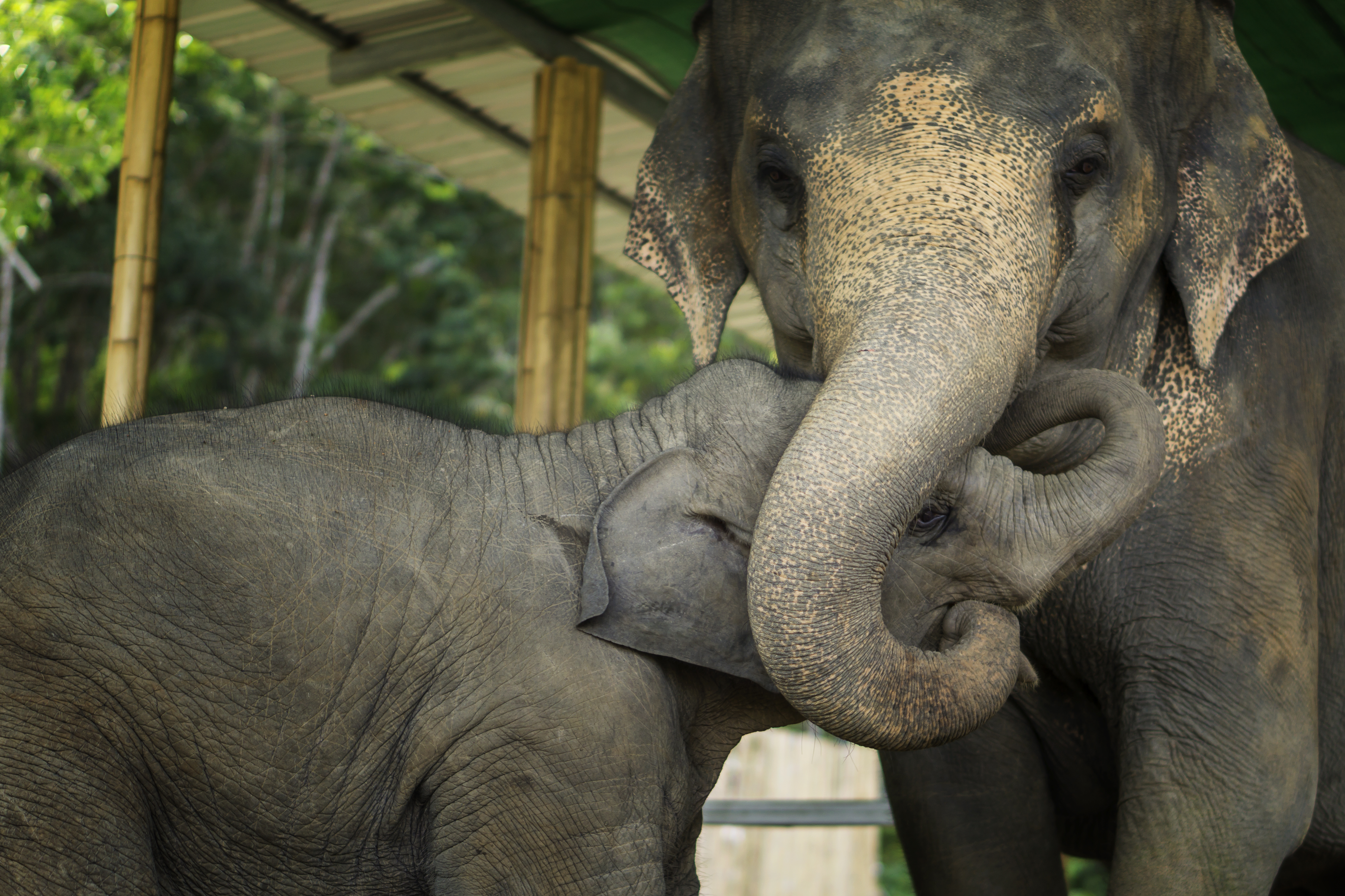 Elephant Jungle Sanctuary Pattaya