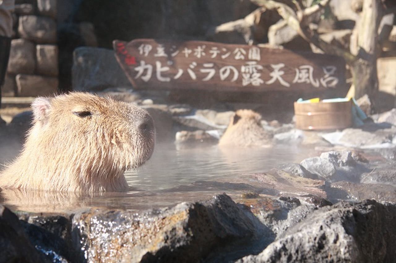 Izu Shaboten Zoo Ticket