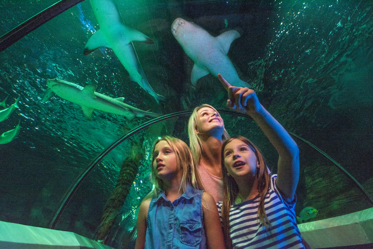 SEA LIFE Sunshine Coast Aquarium Direct Entry Ticket