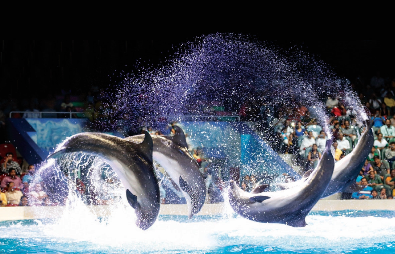 COMBO: Dubai Dolphinarium + Dubai Crocodile Park Tickets