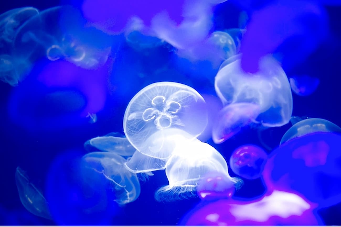 Aqua World Ibaraki Prefectural Oarai Aquarium Ticket