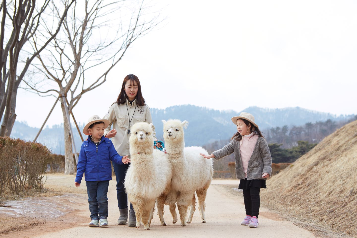 Alpaca World, Nami Island, and Garden of Morning Calm Tour from Seoul