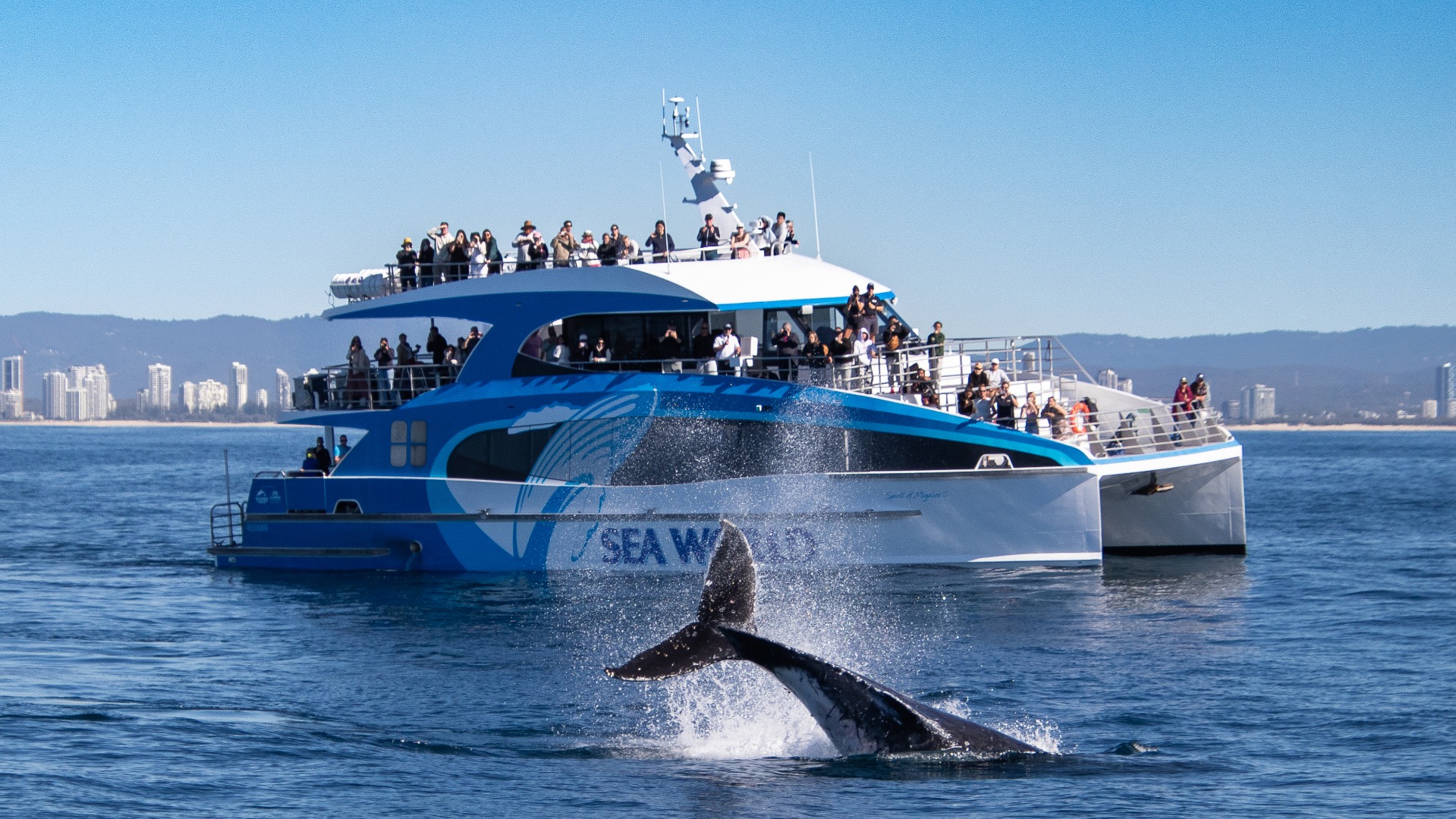 Gold Coast Whale Watching Cruise aboard Sea World Cruises