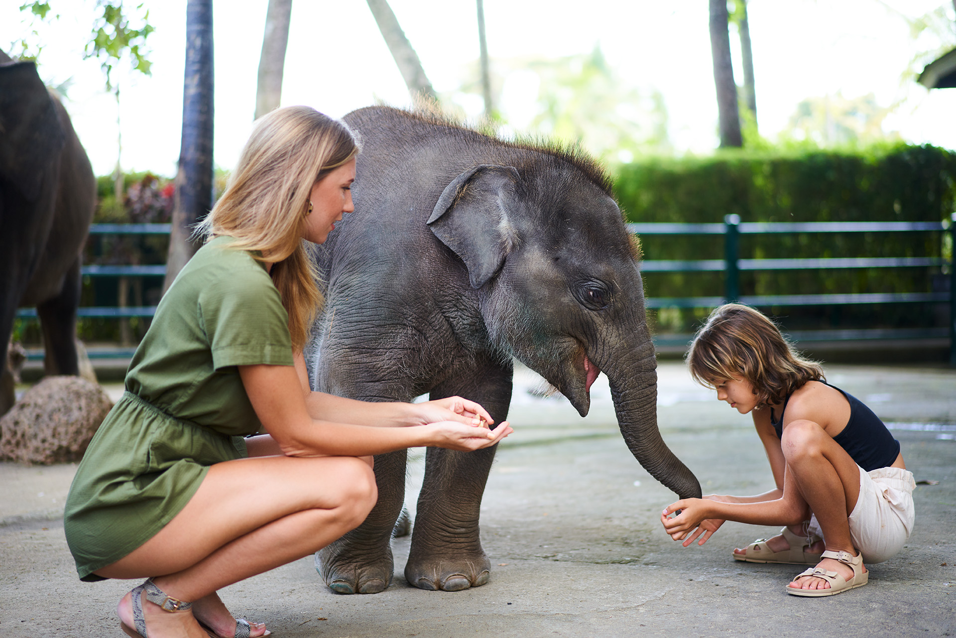 Mason Elephant Park Bali by Mason Adventures (Formerly known as Elephant Safari Park)