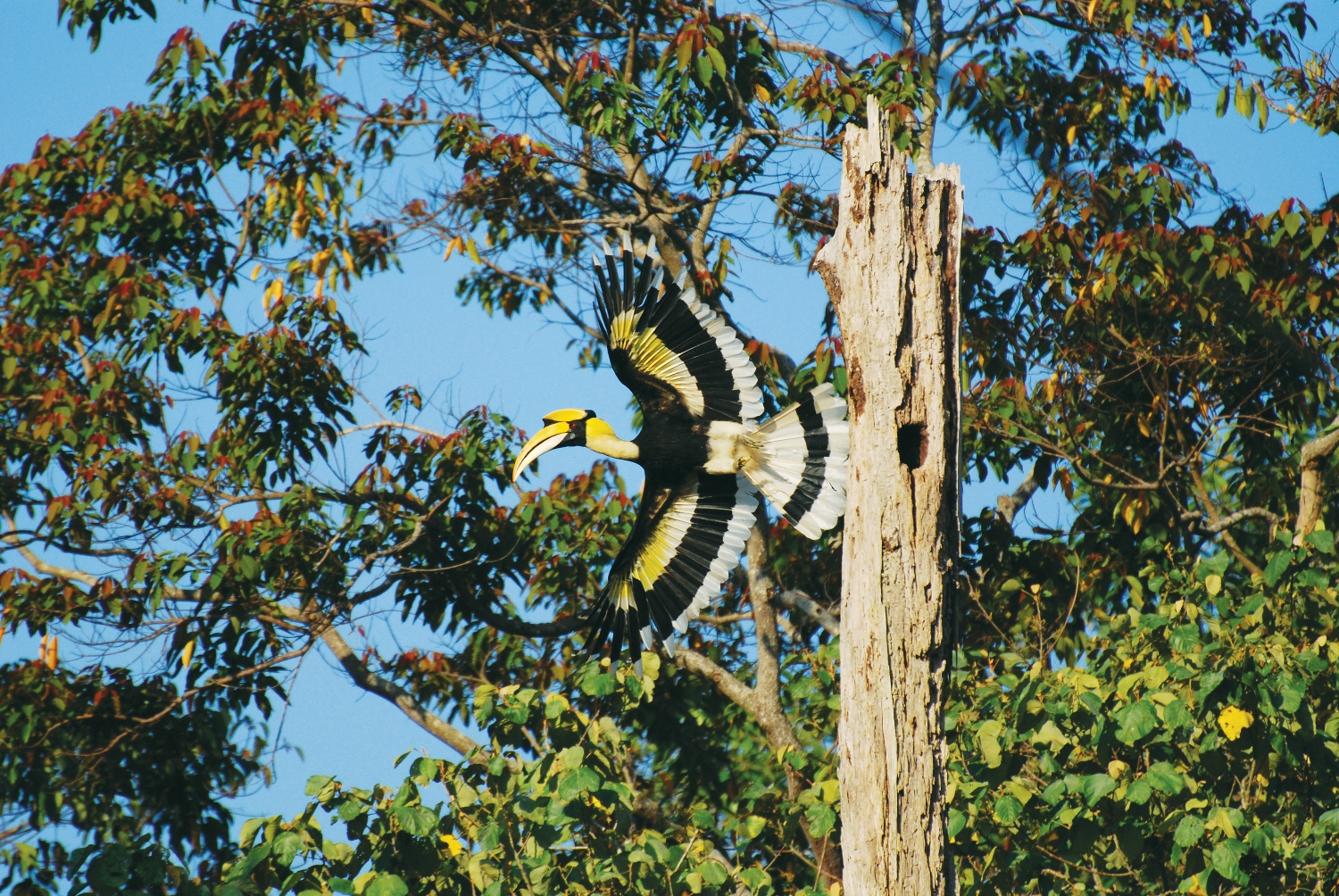 Langkawi Birdwatching Experience Tour - Half Day