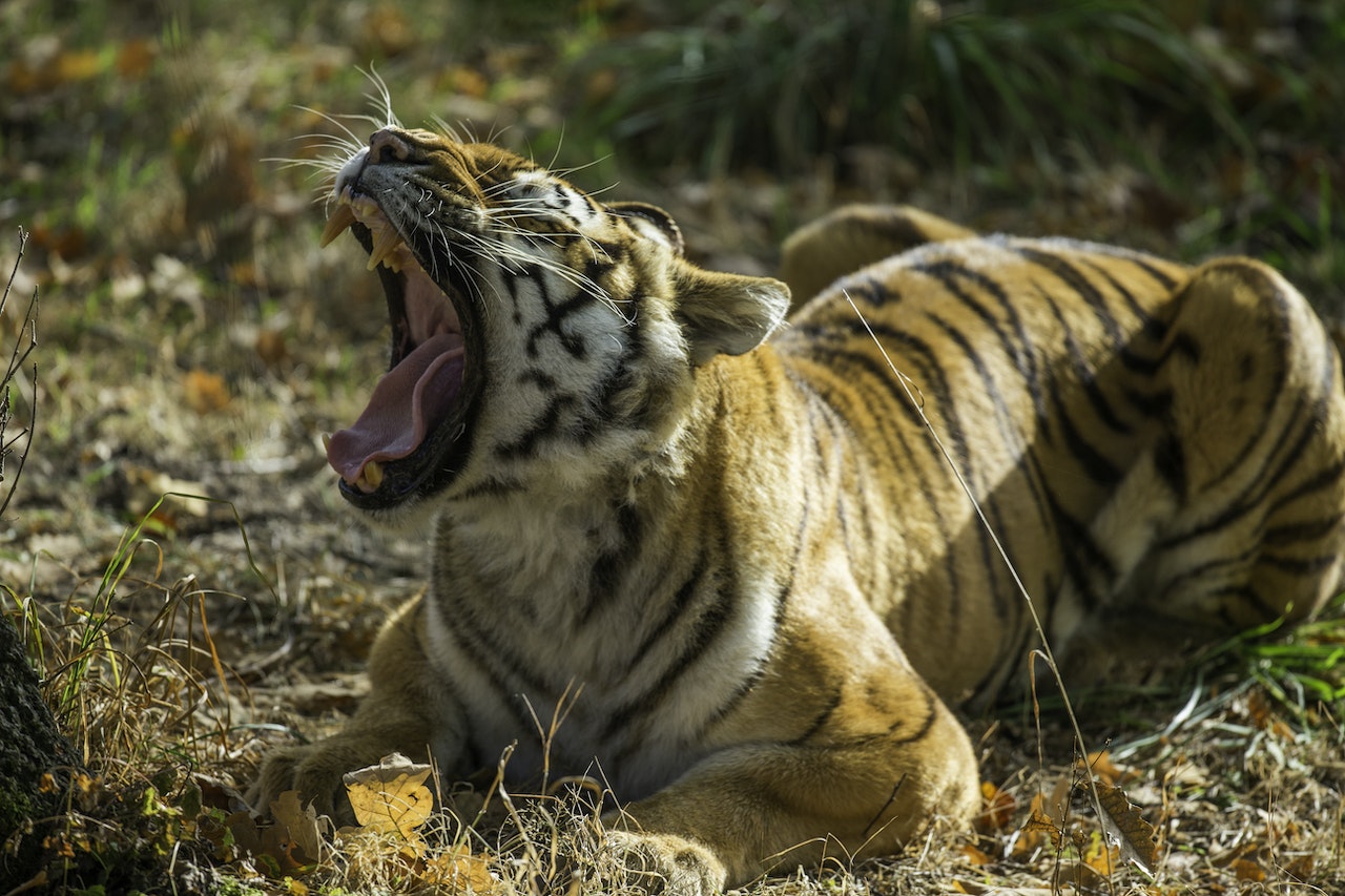 Thoiry ZooSafari: Skip The Line