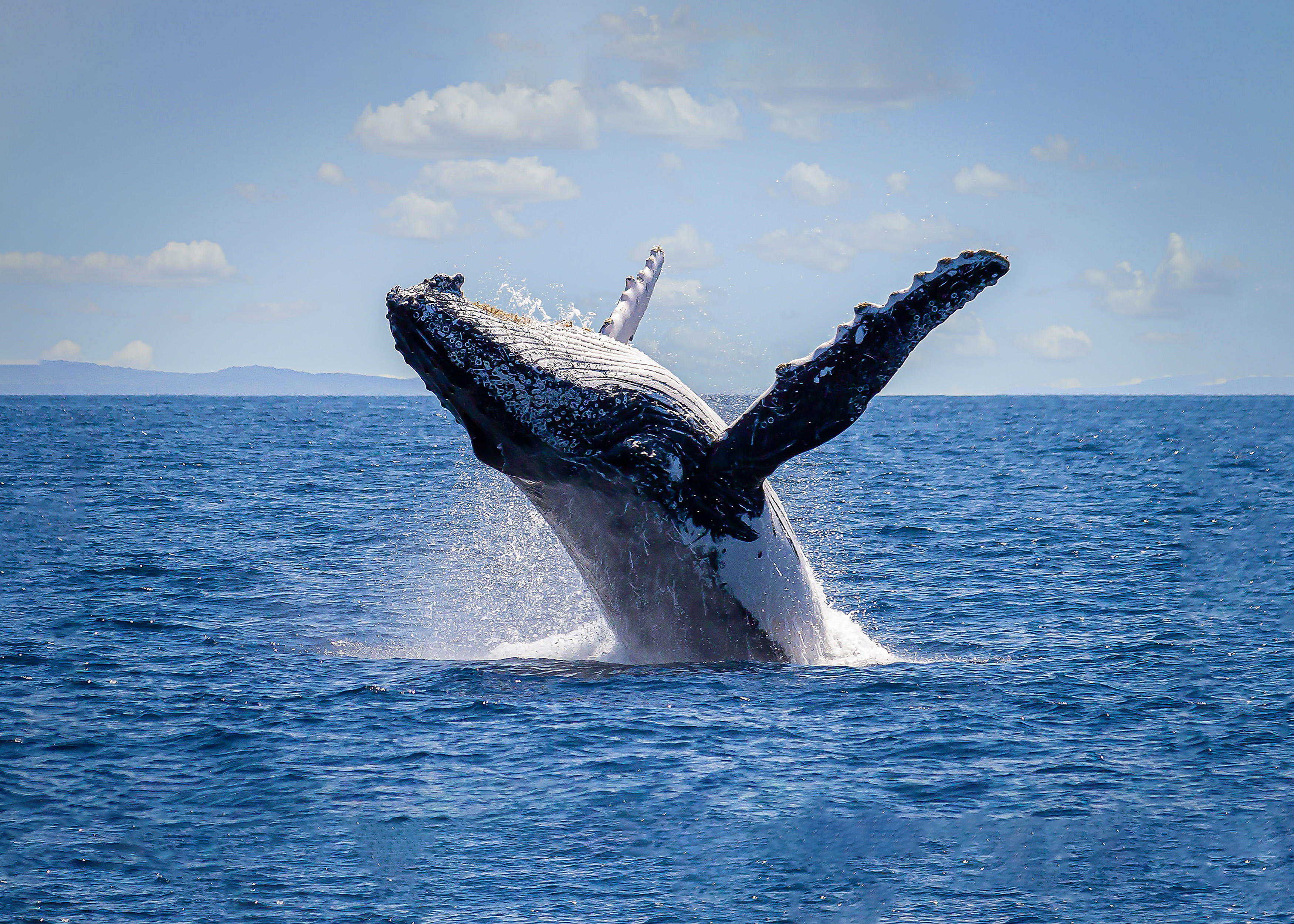Sydney Harbour Whale Watching Cruise aboard Captain Cook Cruises