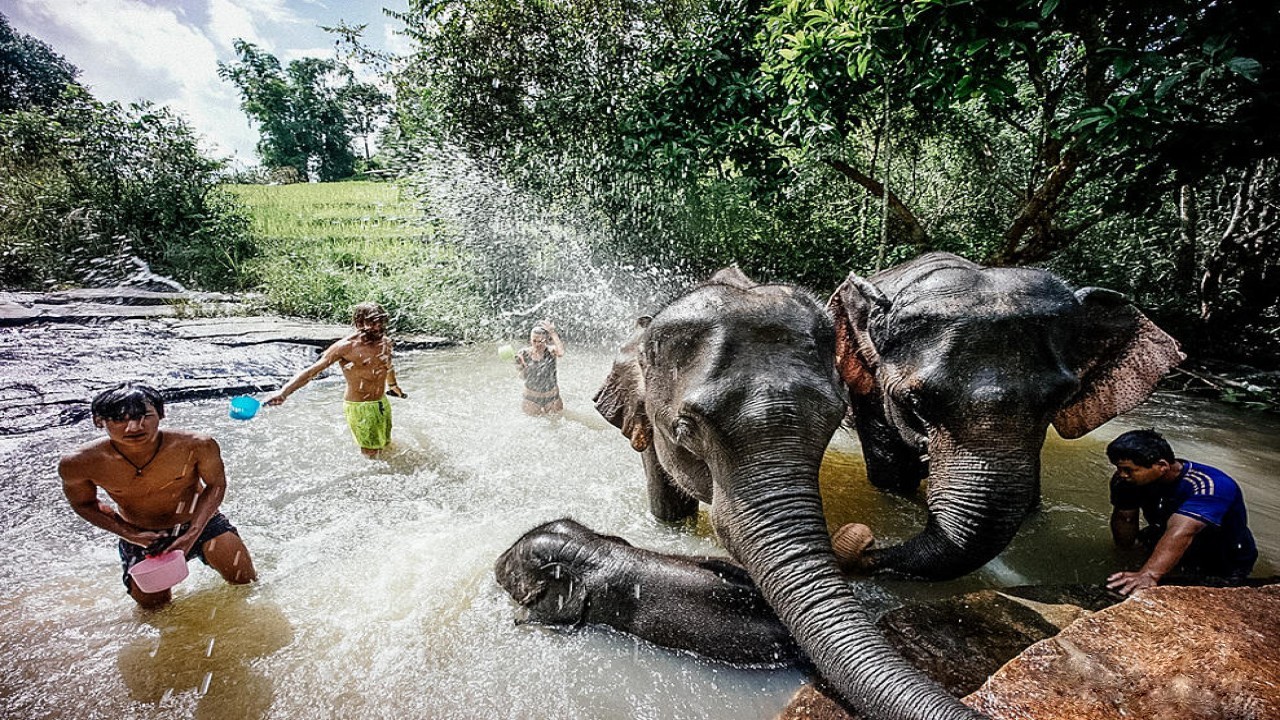 Elephant Jungle Sanctuary Chiang Mai