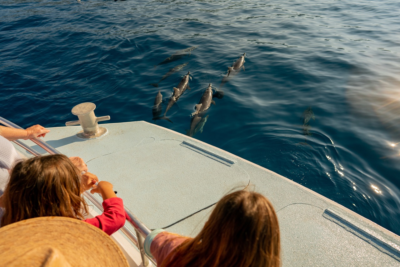Kona Dolphin Watching Cruise with Snorkelling Experience