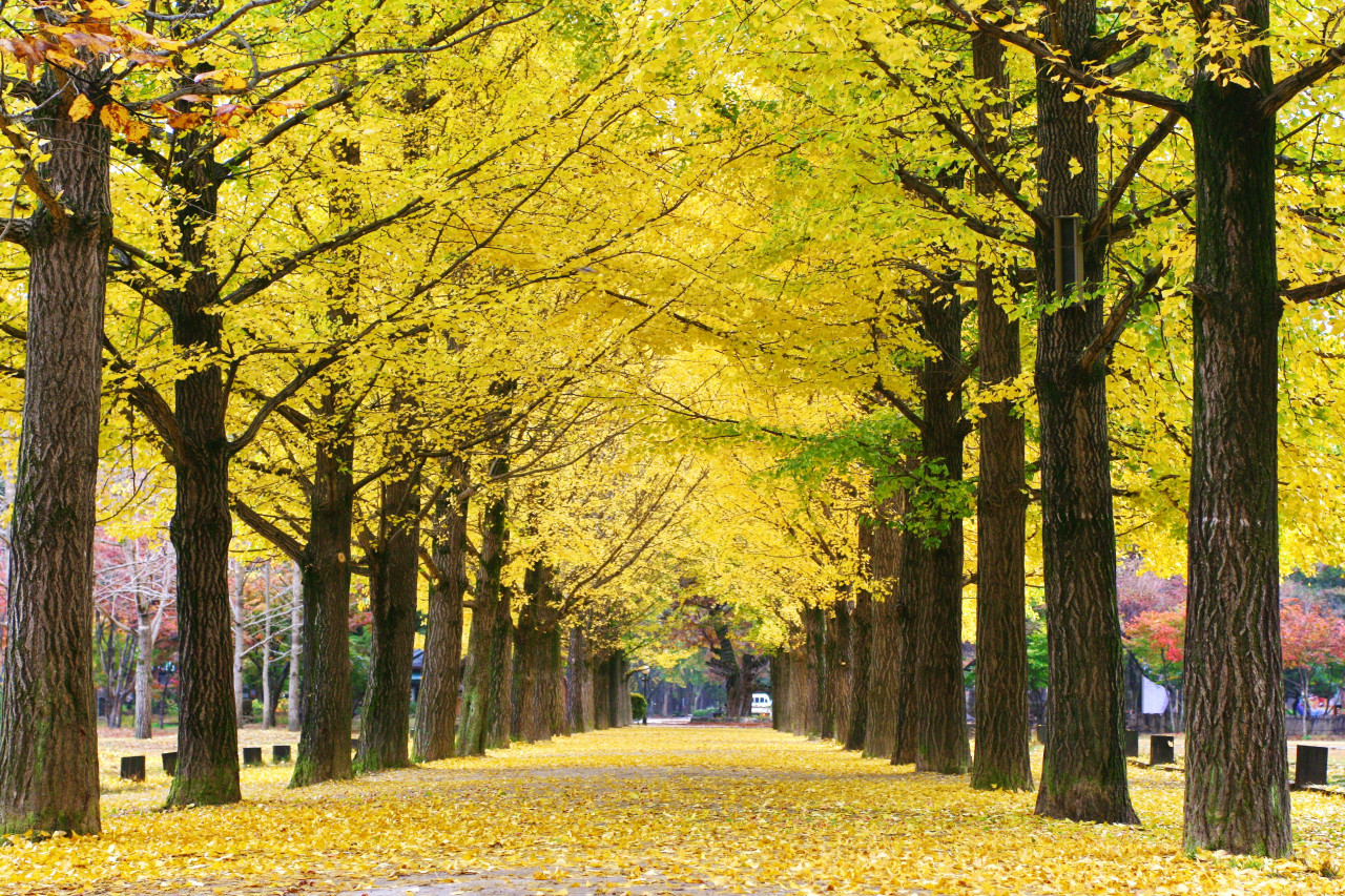Nami Island and Garden of Morning Calm Tour from Seoul