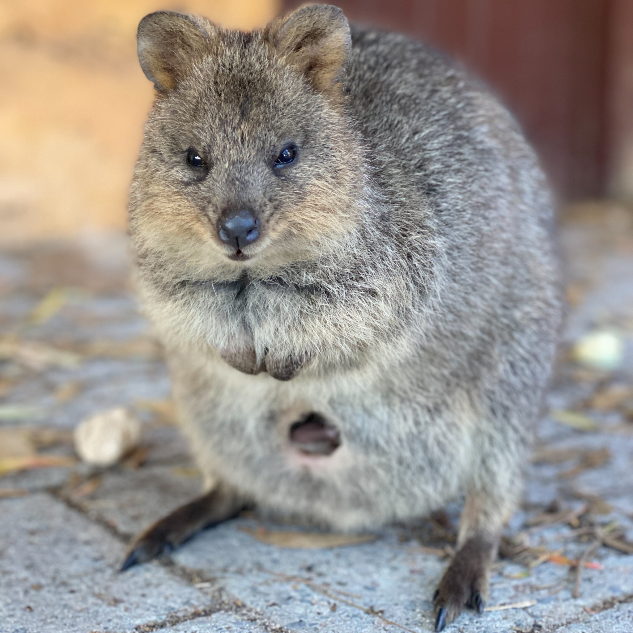 Rottnest Island Bayseeker Bus Tour with Round Trip SeaLink Ferry Transfer