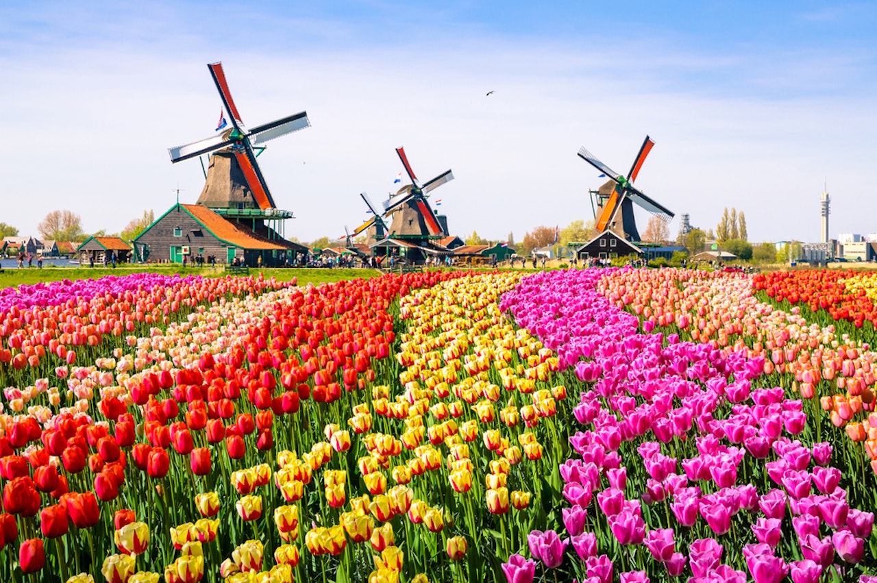 Zaanse Schans Windmill Village Tour with return transfers from Amsterdam
