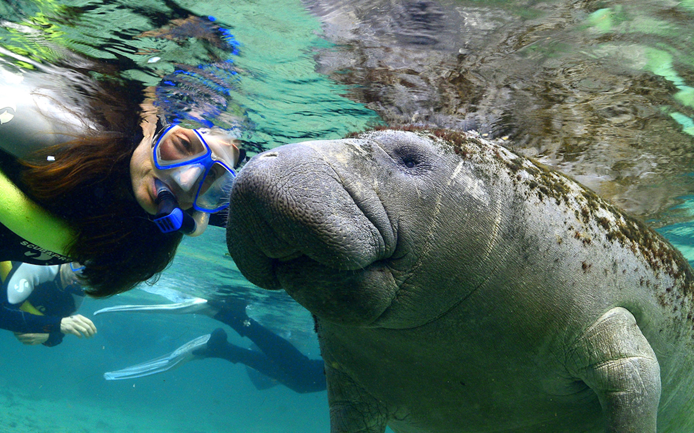 Florida Nature Coast Tour: Crystal River with Manatees Snorkelling, Homosassa State Park