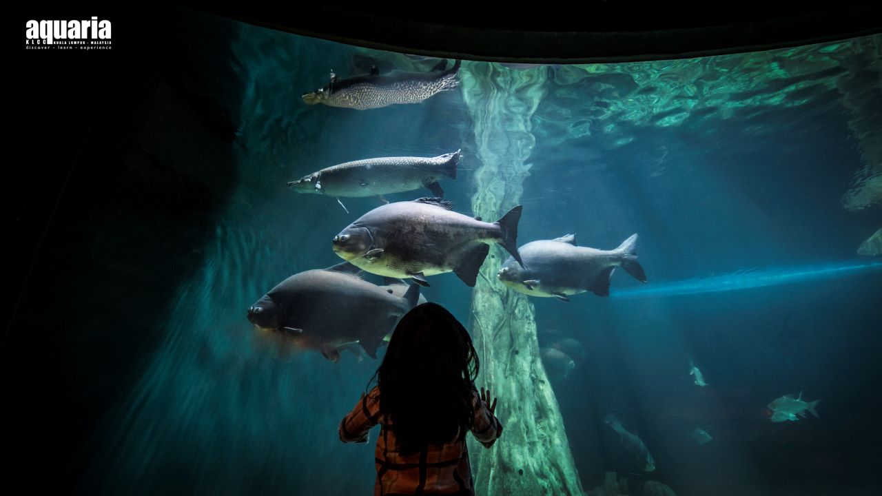COMBO: Aquaria KLCC + Berjaya Times Square Theme Park Tickets