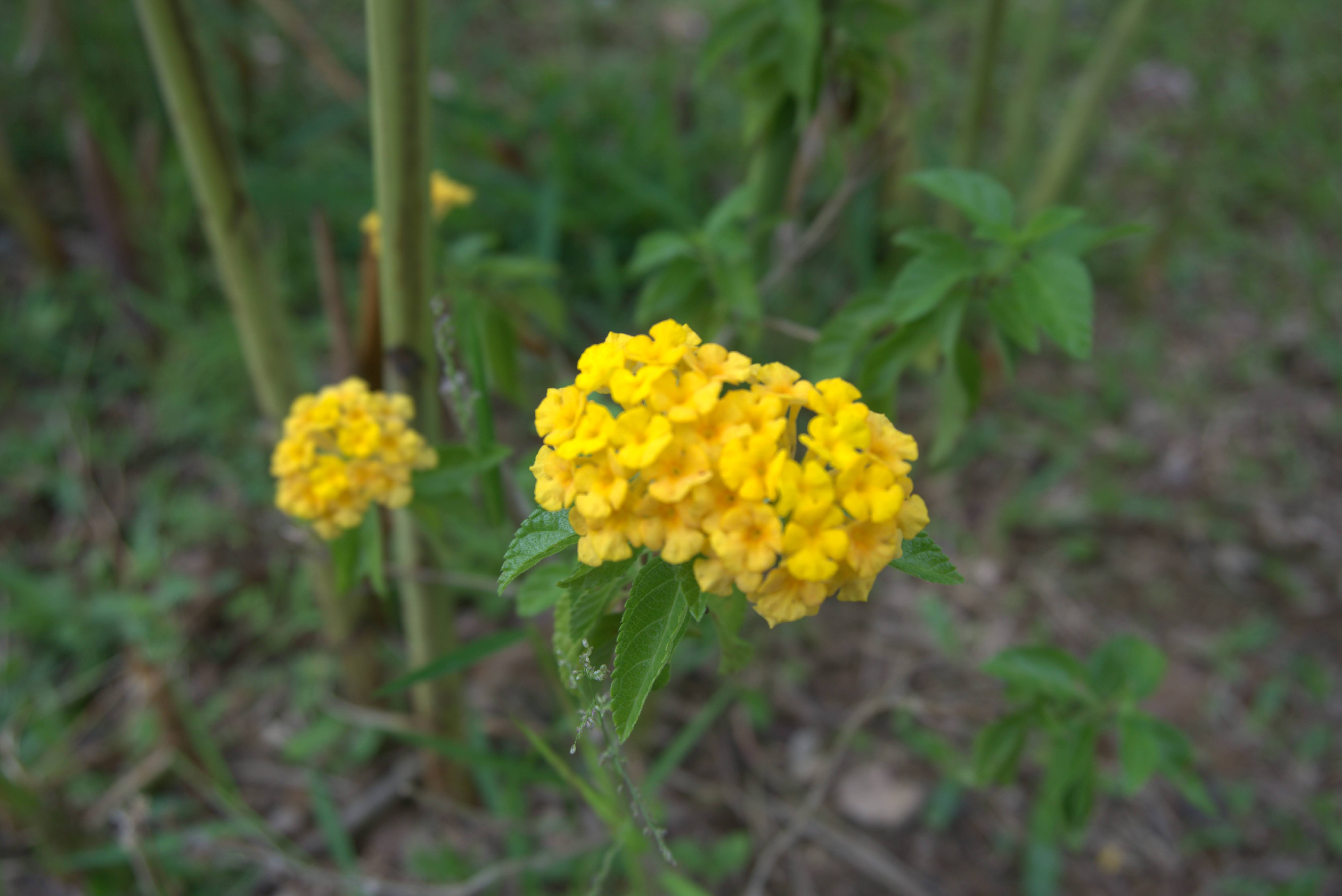 Desaru Riverside Garden Guided Walk
