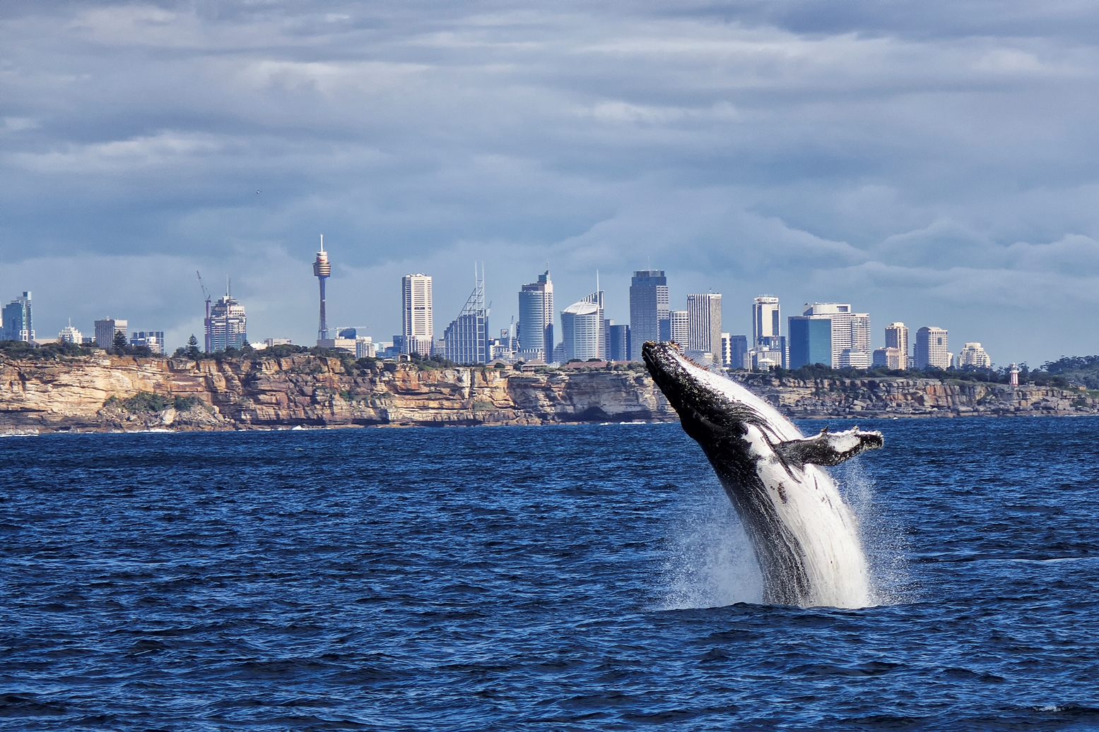 Sydney Whale Watching Cruise with Breakfast or Lunch with Sydney Princess Cruises