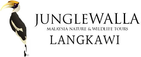 Jungle Walla Langkawi
